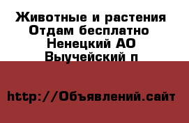 Животные и растения Отдам бесплатно. Ненецкий АО,Выучейский п.